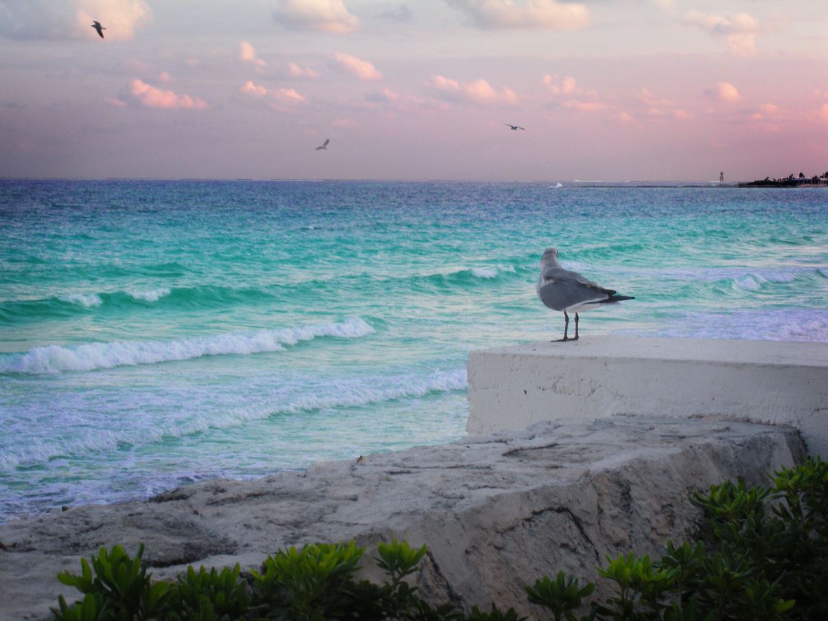 bird at sunset near Cancun ocean