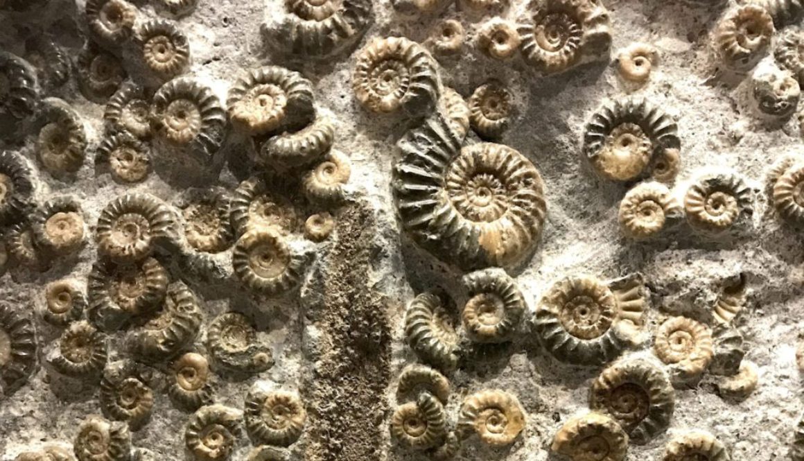 fossils