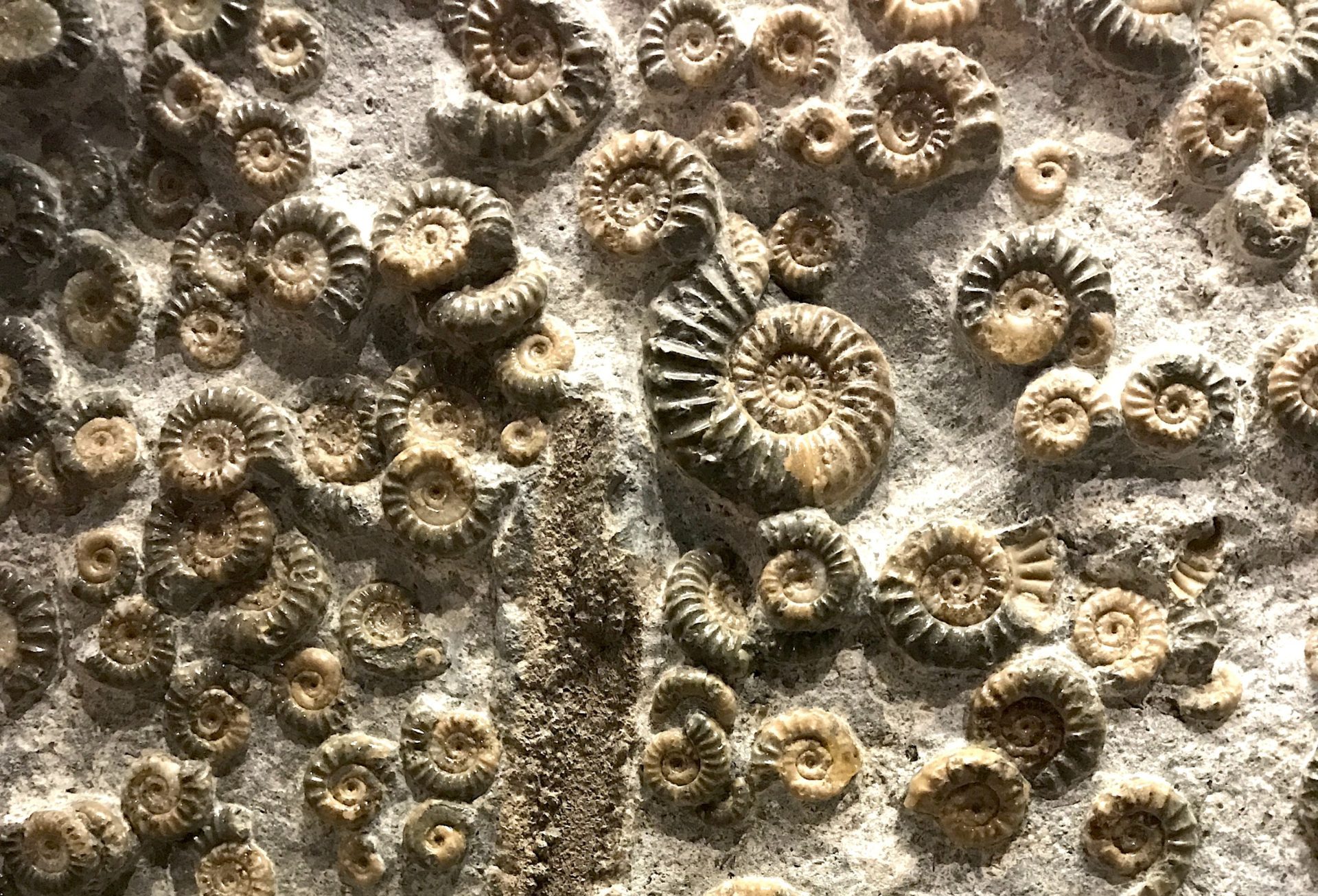 Fossils / Photographed by Gabi Scott, via Unsplash