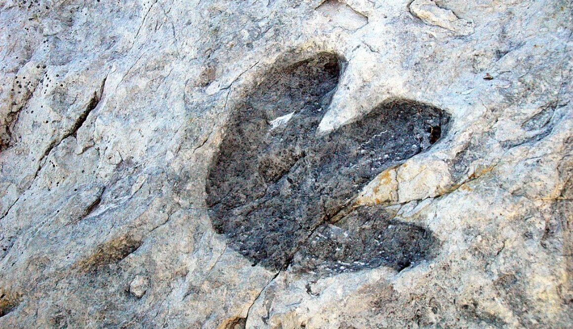 see dinosaur footprints