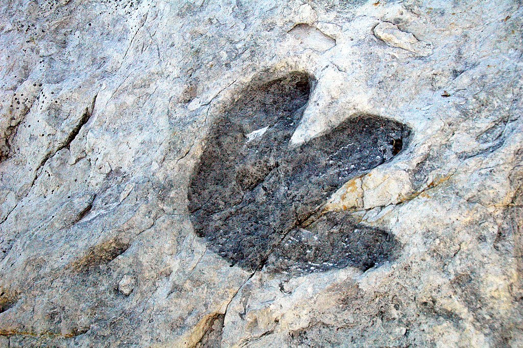 see dinosaur footprints